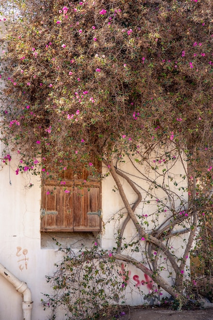 오래된 마른 꽃 나무가 나무로되는 문이있는 집 외관의 벽을 따라 엮어 있습니다.