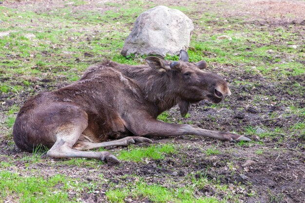 Old elk without horns on the grass