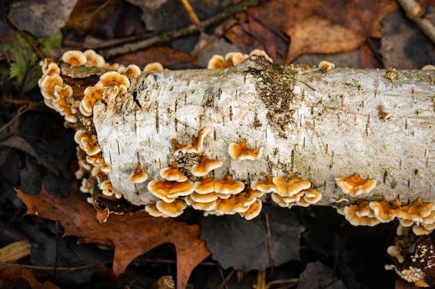 Old fallen dead tree trunk with mushrooms growing on it