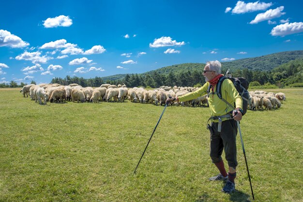 羊の群れと山の牧草地での古いフィットの男性のハイキング