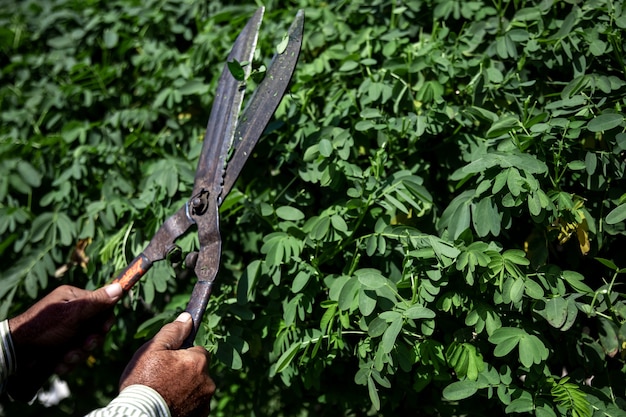 Foto gratuita il vecchio giardiniere taglia il cespuglio con grandi cesoie da potatura in metallo