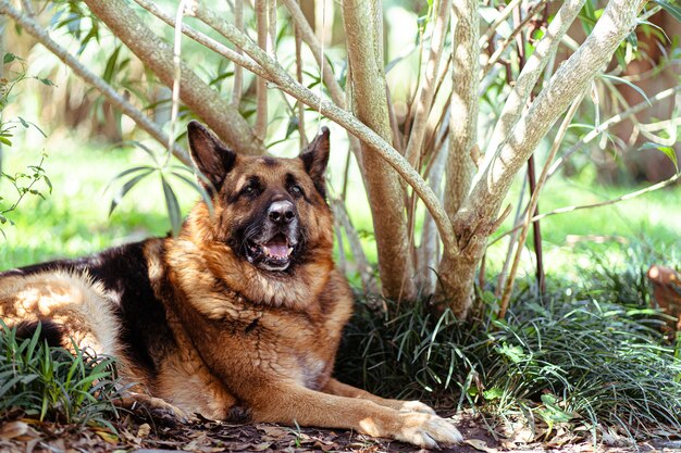 Old German shepherd laying next to a tree in a garden on a sunny day