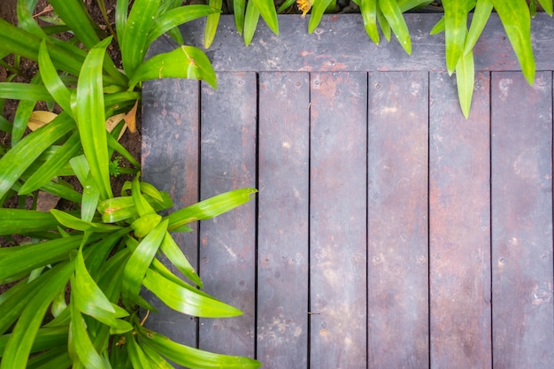 Old grunge wood with green leaves .