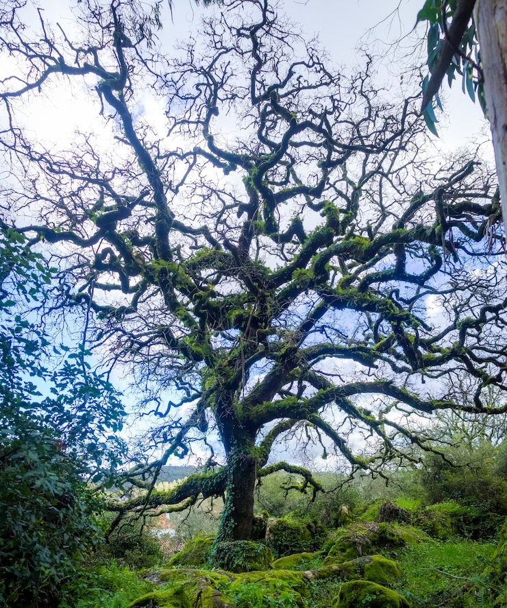 Free Photo old leafless oak tree in a forest with the blue sky