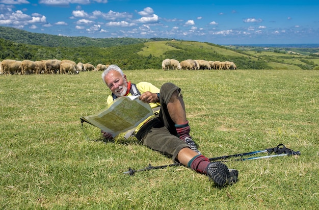 Old male hiker lying in a meadow and looking at a map on with sheep in the background