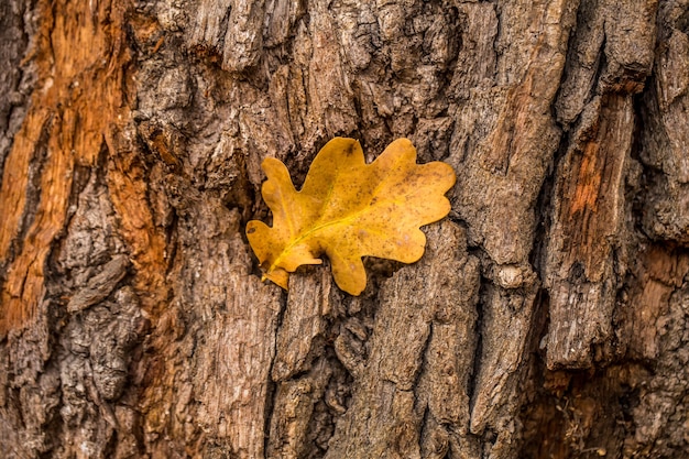 Старое натуральное дерево и желтый лист