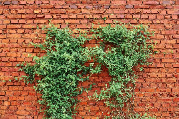 오래 된 붉은 벽돌 벽 텍스쳐와 녹색 잎 가장자리에 매달려