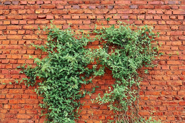 Old red brick wall texture and green leaf hanging down on it at the edge