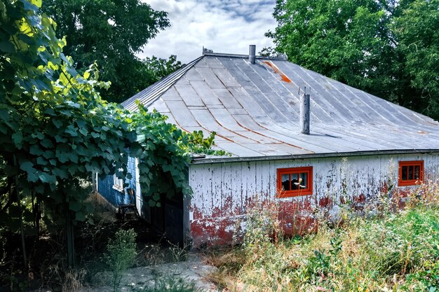 Old rural house with wild grape covering part on the yard