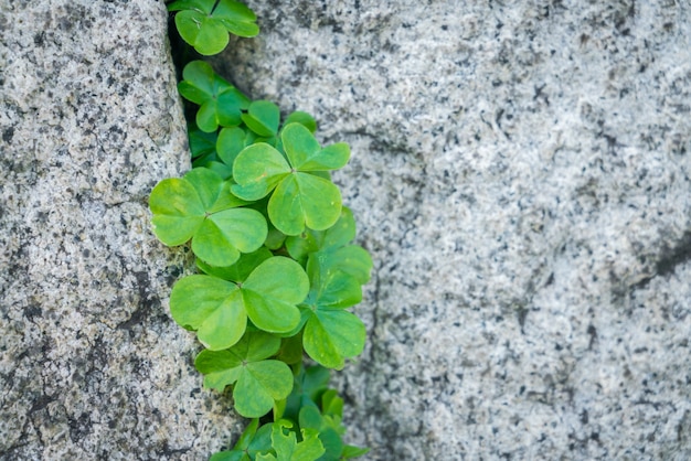 Free photo old stone wall with leaves .