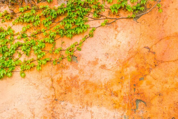 Old stone wall with leaves .