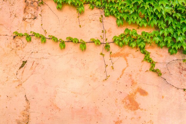 Old stone wall with leaves .