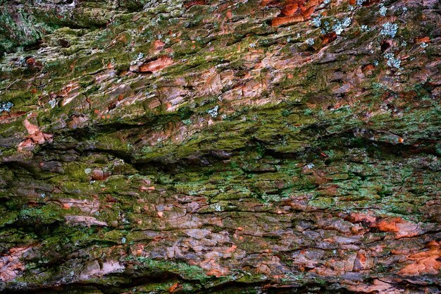 日光のクローズアップの古い木の樹皮のテクスチャ赤松の木自然な背景のアイデア