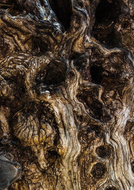 Old tree close up