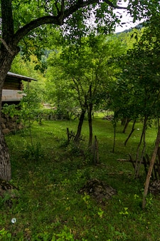 Старые типичные деревянные турецкие деревенские дома на зеленом лугу в артвине, турция