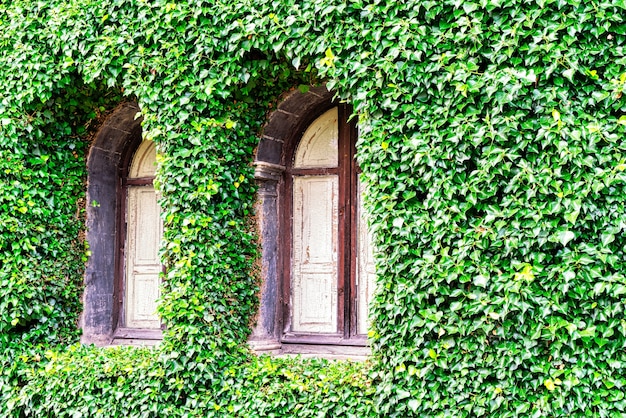 Old windows on the facade of a house covered by ivy plant