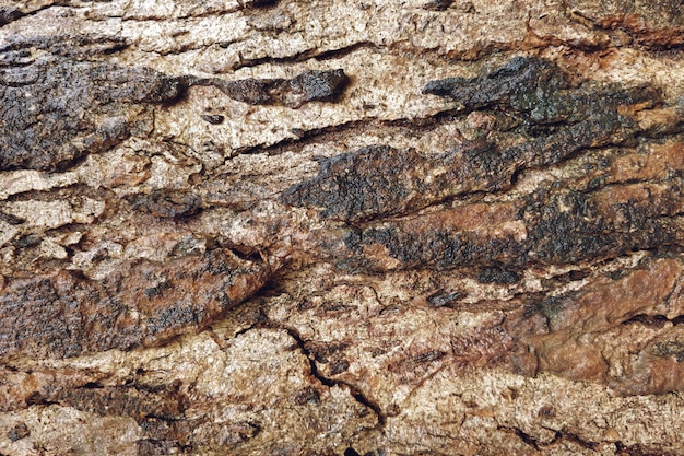 Free photo old wood texture with cracks closeup background