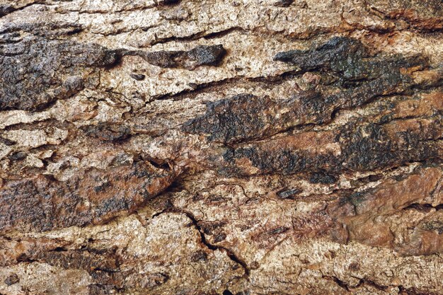 Old wood texture with cracks closeup background