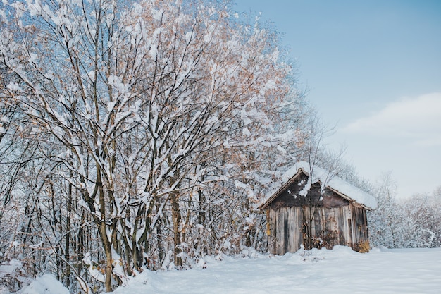 木々に覆われた野原にある古い木造の納屋と日中の日光の下で雪が降る
