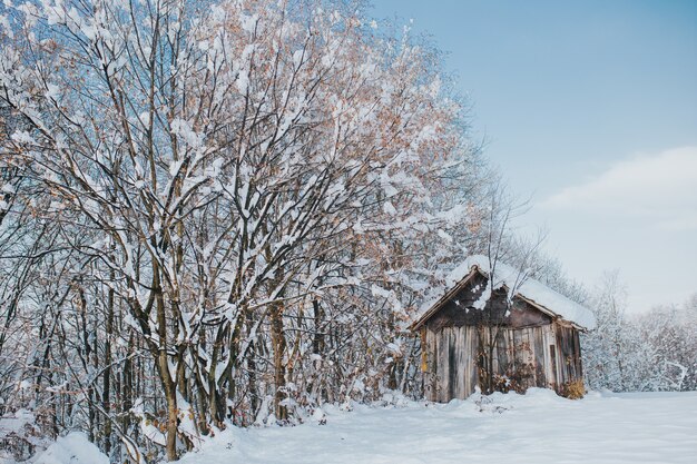 木々に覆われた野原にある古い木造の納屋と日中の日光の下で雪が降る