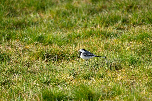 Old World flycatcher on the grass