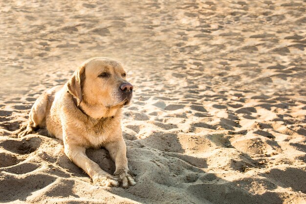 古い黄色い犬のラブラドールレトリバーは、川の近くの砂でいっぱいのビーチに横たわっています。暑くて晴れた夏です。休暇中の犬