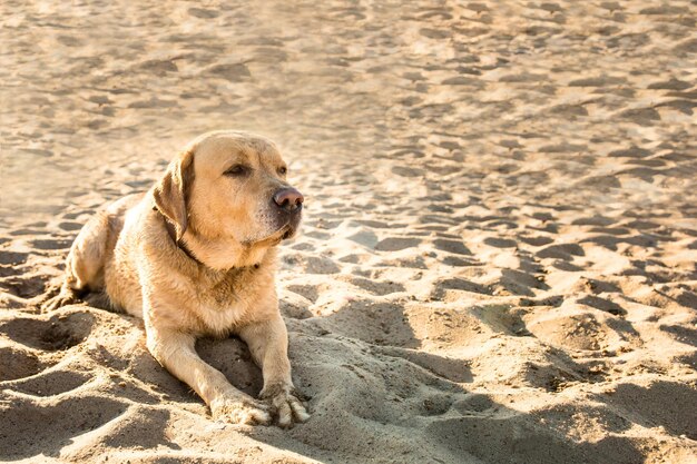 Old yellow dog Labrador Retriever is lying on the beach with full of sand close to river, hot and sunny summer. Dog on vacation