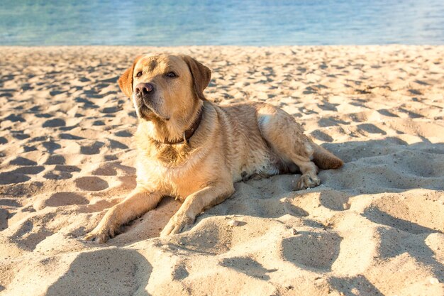 늙은 노란 개 래브라도 리트리버는 덥고 화창한 여름 강가에 모래가 가득한 해변에 누워 있습니다.