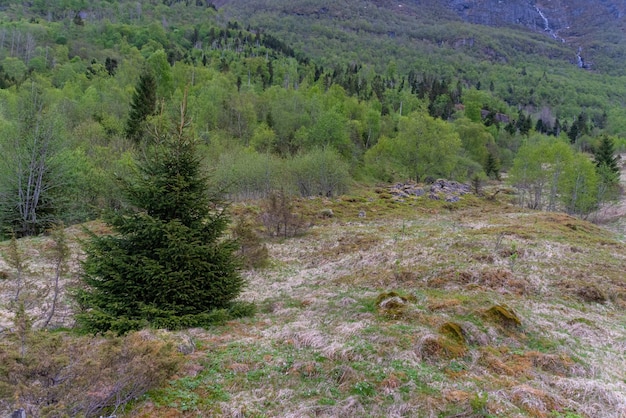 Free photo olden norway may 17 2023 tree