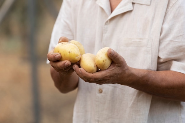 Older man picking potatoes from his countryside home garden