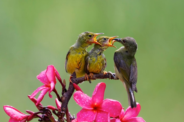 Солнечные птицы с оливковыми спинками кормят ребенка на ветке