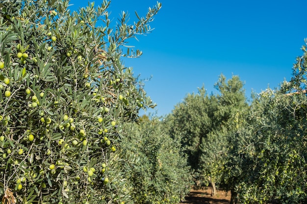 Olive grove traditional farming collection and cultivation of ecological natural olives Selective focus in the foreground idea for background and advertising of agriculture and eco products