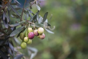 Free photo olive tree branch.