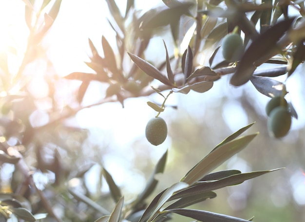 Olive tree branch