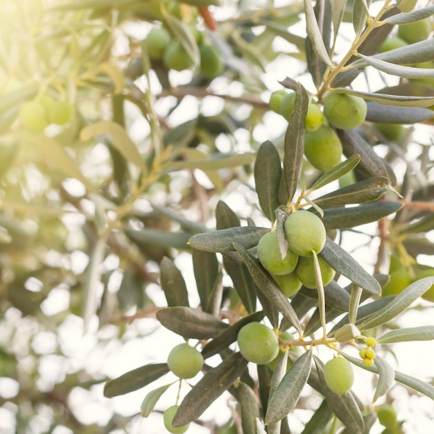 Olive tree branch