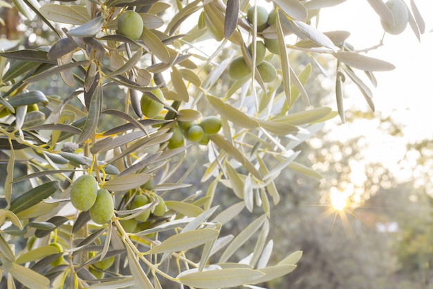 Olive tree branch