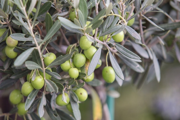 Olive tree brunch.