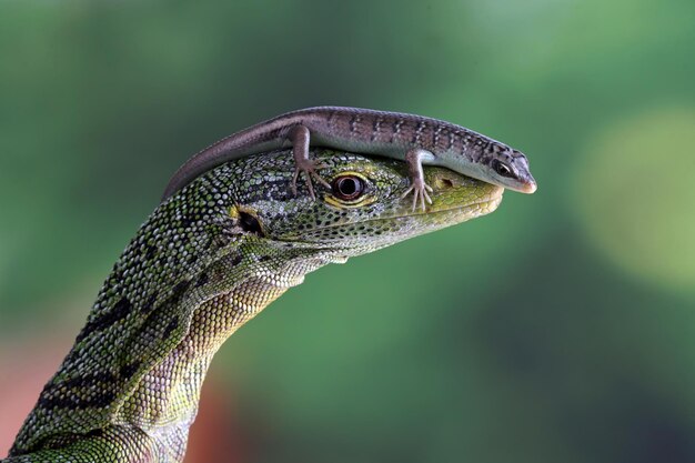 Olive tree skink climb on a head Varanus prasinus Varanus prasinus and Olive tree skink closeup