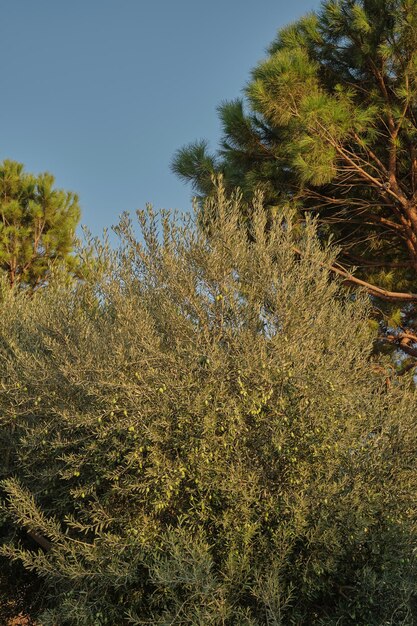 올리브 수직 프레임이 있는 올리브 나무 자연과 올리브의 생태 재배에 대한 배경 아이디어
