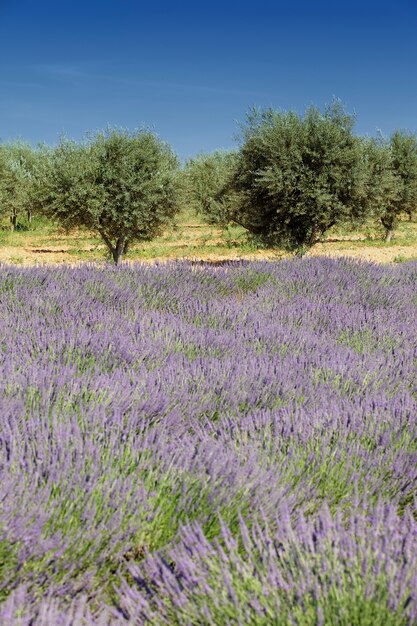 Olive trees and lavender