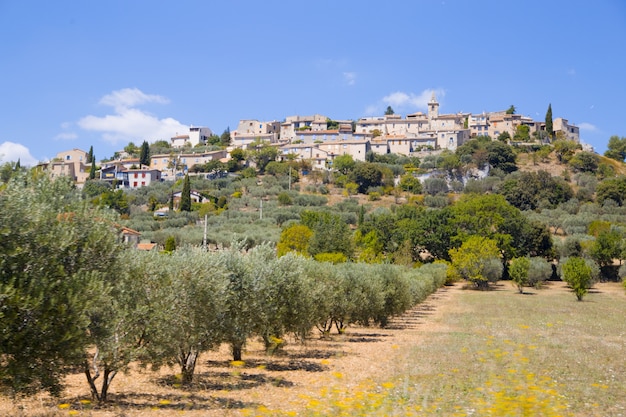 оливковые деревья
