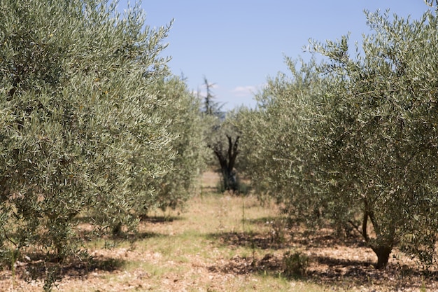 olive trees