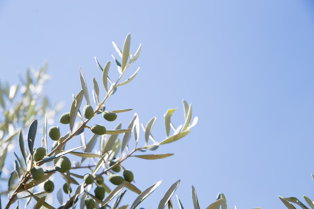 olive trees