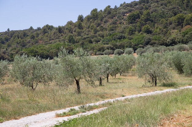 olive trees