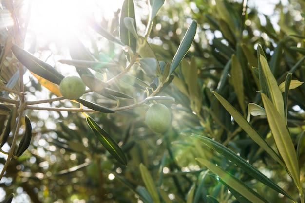 olive trees