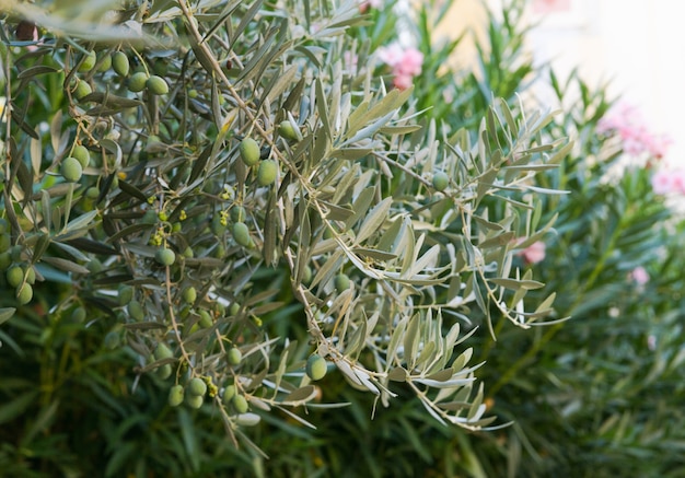 olive trees