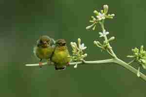 Foto gratuita uccelli solari dal dorso oliva che nutrono il bambino cinnyris jugularis