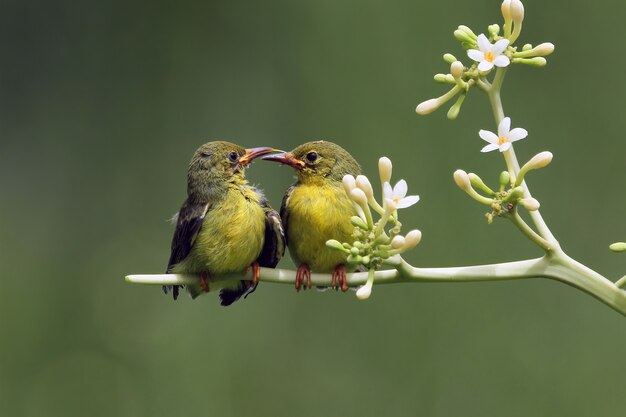 아이에게 먹이를 주는 OliveBacked Sunbirds