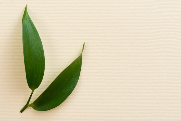 Olives leaves on table with copy-space