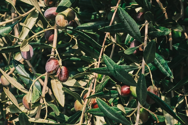オリーブは、有機農産物を広告するための背景またはスクリーン セーバーのアイデアの果物のオリーブの木立のクローズ アップで木で熟す